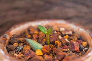 folha do botão de uma pequena planta suculenta crescendo no cascalho da laterita foto