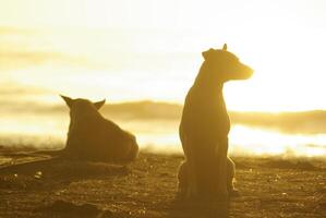 silhueta de um cachorro deitado na praia e a luz dourada do reflexo do pôr do sol na superfície do mar foto