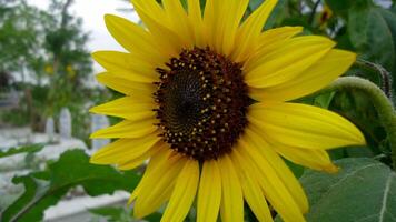 Sol flor com verde folhas por aí isto foto