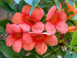 vermelho flor com grupo do vegetação foto