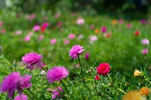 portulaca flor dentro jardim. foto