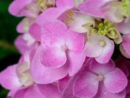 fechar flor de hortênsia foto