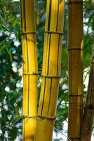 fechar acima amarelo bambu árvore com claro. foto