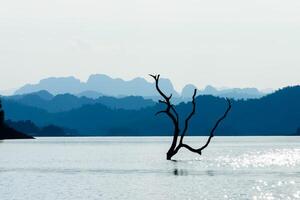 morto árvore dentro a lago foto