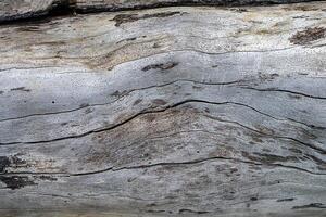 velho pinho madeira textura foto