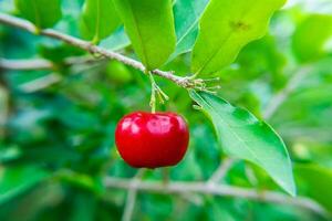 acerola cereja fruta. foto