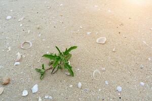 flor Relva em a de praia. foto