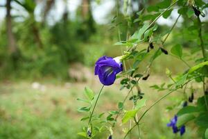 azul ervilha ou borboleta ervilha. foto