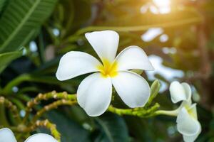 fechar acima branco frangipani flor. foto