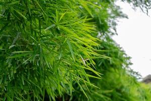 verde bambu folha com espaço fundo. foto