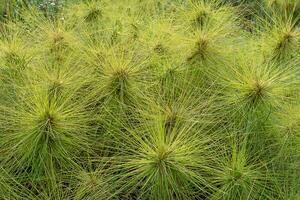 spinifex littoreus Relva foto