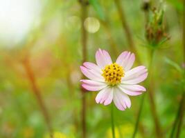 Rosa cosmos flor. foto