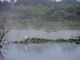 manhã nublada no reservatório, bellus, espanha foto