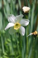 narciso flor é dentro verde grama. foto