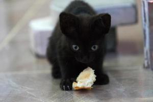 um pequeno gatinho preto faminto com um pedaço de pão foto