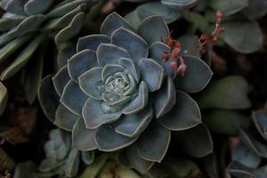 echeveria com gotas de água foto