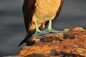 boobie de pés azuis, galápagos, equador