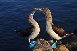 boobie de pés azuis, galápagos, equador foto