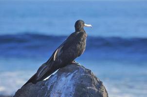 boobie de pés azuis, galápagos, equador foto