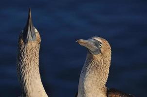 boobie de pés azuis, galápagos, equador foto