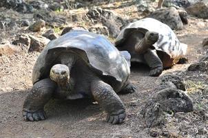 tartaruga de galápagos, ilhas galápagos, equador foto