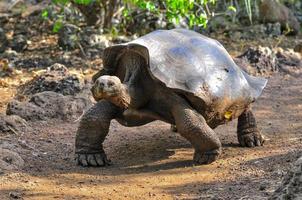 tartaruga de gagalápagos, ilhas galápagos, equador foto