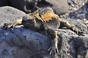 iguana marinha galápagos, equador foto