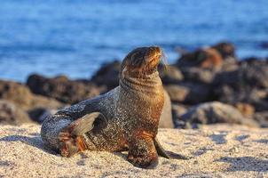 Sealion San Cristobal Island, Galápagos, Equador foto