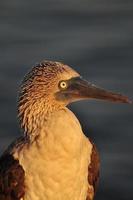 boobie de pés azuis, galápagos, equador foto