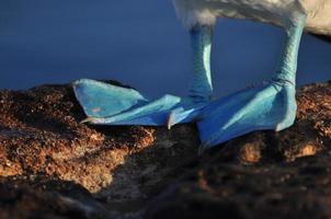 boobie de pés azuis, galápagos, equador