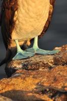 boobie de pés azuis, galápagos, equador foto