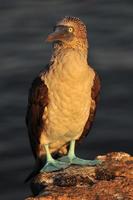 boobie de pés azuis, galápagos, equador foto