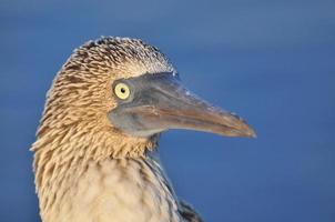 boobie de pés azuis, galápagos, equador foto