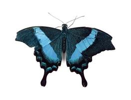 borboleta em um fundo estranho foto