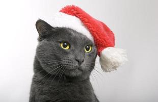 gato cinzento papai noel - gato natal