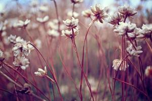 macro de flores silvestres foto