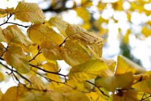 folhas amarelas no outono na árvore