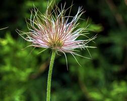 lindo azul prímula flores, Primavera flores, prímula pulsatilla patens dentro latim foto