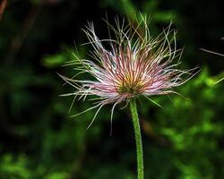 lindo azul prímula flores, Primavera flores, prímula pulsatilla patens dentro latim foto