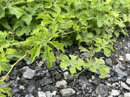 fechar acima Visão do verde amargo cabaça plantas crescendo em solo foto