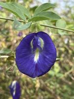 lindo borboleta ervilha flores dentro a jardim foto