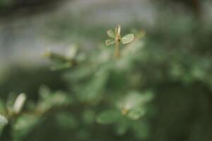 suave foco pequeno folha tropical verde plantar fundo foto
