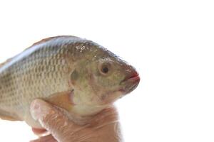 peixe tilápia, Nilo tilápia peixe, peixe natação, fresco cru peixe, peixe tanques, peixe agricultura foto