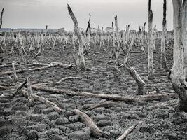 destruído mangue floresta cenário, mangue florestas estão destruído e perda a partir de a expansão do habitats. expansão do habitats destruição a meio ambiente, mangue florestas degradação foto