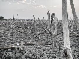 destruído mangue floresta cenário, mangue florestas estão destruído e perda a partir de a expansão do habitats. expansão do habitats destruição a meio ambiente, mangue florestas degradação foto