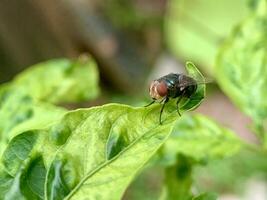 uma mosca é sentado em uma folha com verde folhas foto