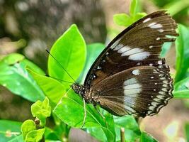 uma borboleta é sentado em uma folha dentro a jardim foto