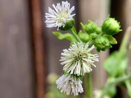 uma fechar acima do uma branco flor com verde folhas foto