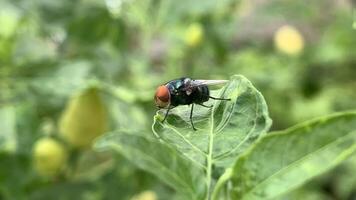 uma mosca é sentado em uma folha com verde folhas foto