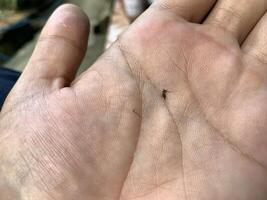 uma pequeno mosquito dentro a Palma do de alguém mão foto